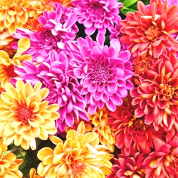 Tropical Passion Dahlia Blend